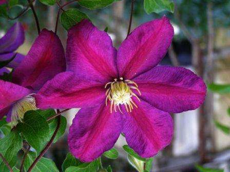 Το Clematis χρειάζεται έγκαιρο και επαρκές πότισμα. Σε μια ιδιαίτερα ζεστή περίοδο, το φυτό ποτίζεται τουλάχιστον 3 φορές την εβδομάδα, το βράδυ. Ένα ντους θα είναι πολύ χρήσιμο αυτή τη στιγμή - άρδευση του φυλλώματος clematis. Με ανεπαρκές πότισμα, η περίοδος ανθοφορίας μειώνεται και τα λουλούδια γίνονται μικρά.