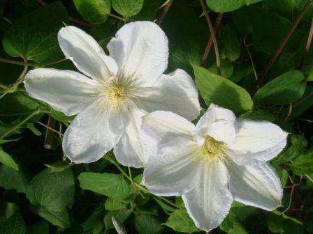 Plantning, pleje og dyrkning af clematis i landet. Foto