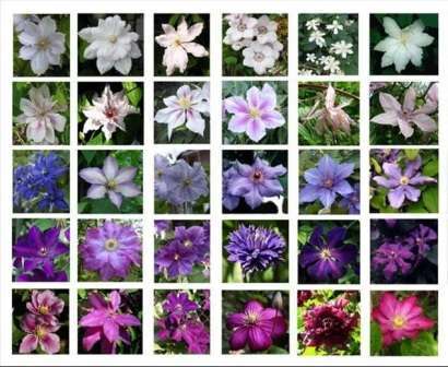 Storblomstrede lilla clematis omfatter arter med følgende navne: Vivian Pennel, Fantasy. Popularitet n