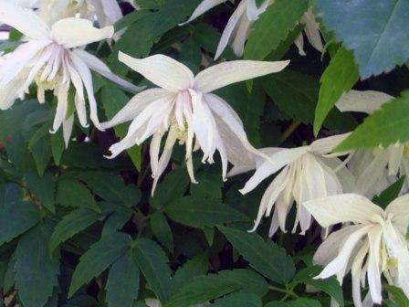 Alpine Clematis Albina Plena