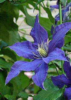 clematis diana prinsessa