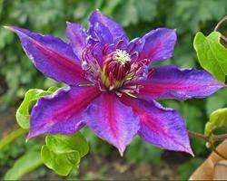 Omsorg for clematis indebærer beskæring, fodring og rettidig vanding. Der skal påføres gødning på plantehullet, som består af affald, gødning og rådne blade. Du kan også bruge færdige blandinger. Til landing skal du vælge et sted, der er i direkte sollys i kun et par timer