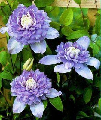 Clematis: sorter med fotos og beskrivelser Clematis: fotos og navne. Sådan plejer du clematis vinstokke