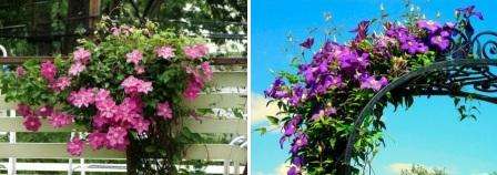 αψίδα του clematis