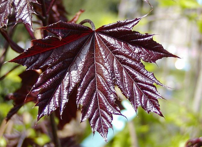 Norja Maple Crimson King