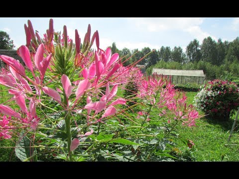 Et stænk champagne i dit blomsterbed. Cleoma: vækst og pleje