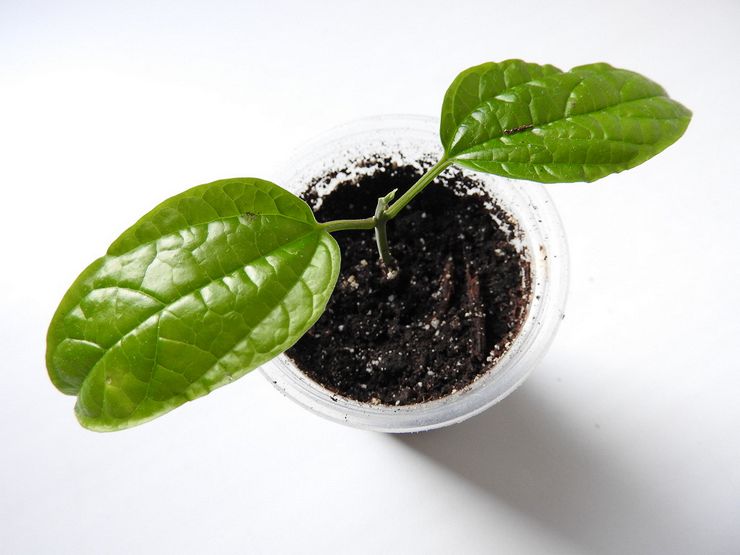 Dyrkning af clerodendrum fra frø