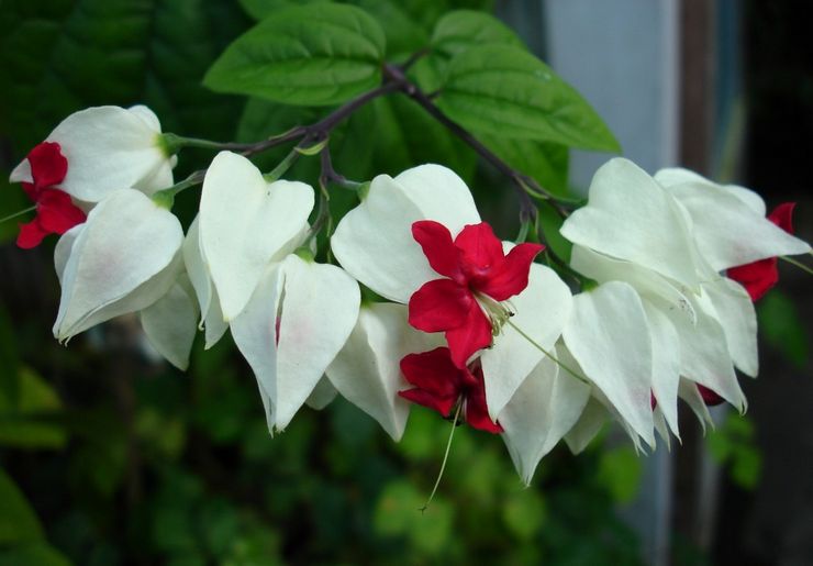 Clerodendrum طومسون