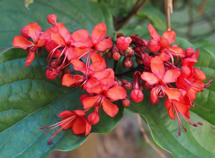 Clerodendrum الرائعة