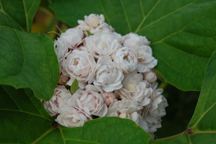 Clerodendrum filippinsk