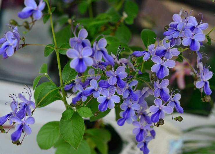 Clerodendrum ugandisk