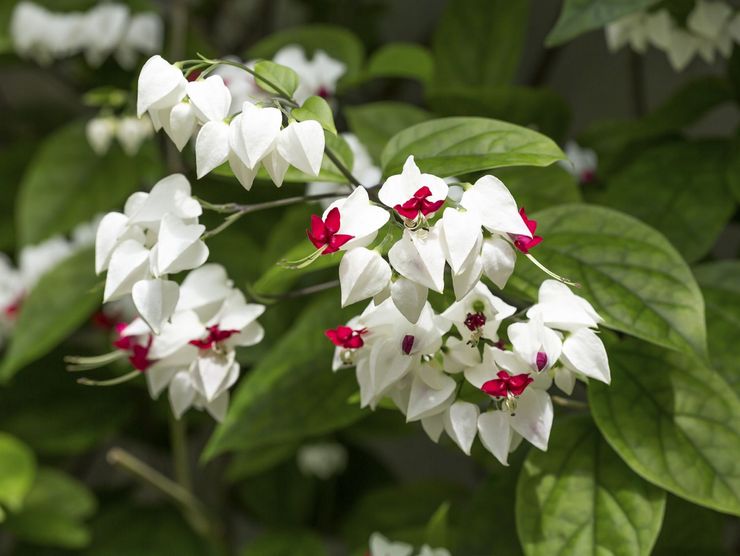 وصف clerodendrum