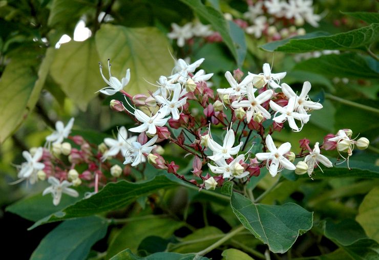 clerodendrum معطر