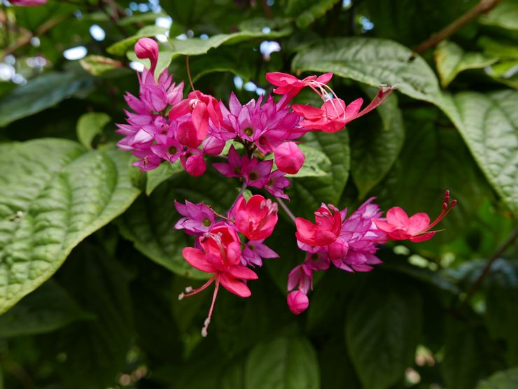 Clerodendrum جميلة