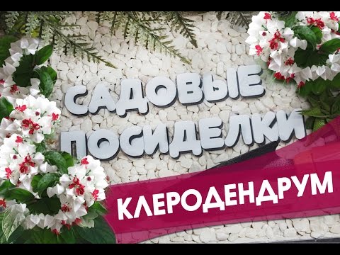 Clerodendrum - hemmelighederne ved hjemmepleje og dyrkning. Hvorfor blade ikke blomstrer og bliver gule.
