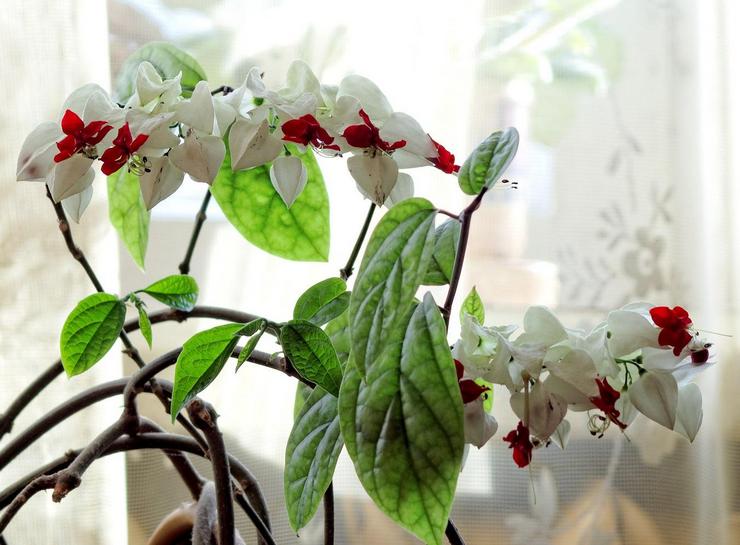 الرعاية المنزلية ل clerodendrum