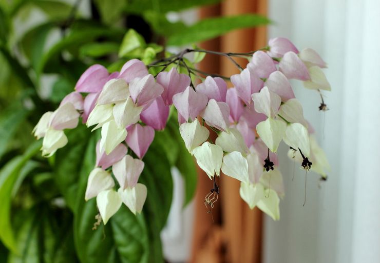 Vanding af clerodendrum