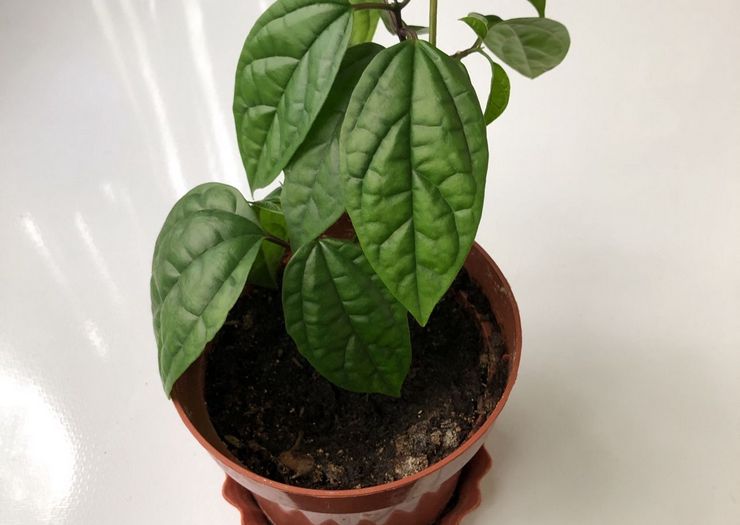 Clerodendrum -transplantation