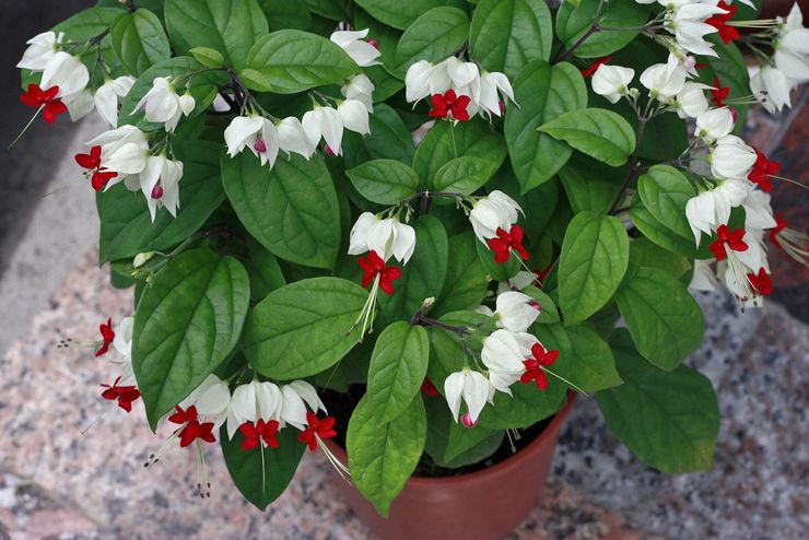 clerodendrum النبات