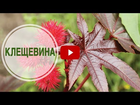 Prydplanter til haven �� Ricinusolie plante ➡ Interessante fakta om planten fra hitsadTV