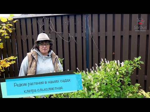 Σπάνια φυτά στους κήπους μας - κλουβί σκλήθρα.