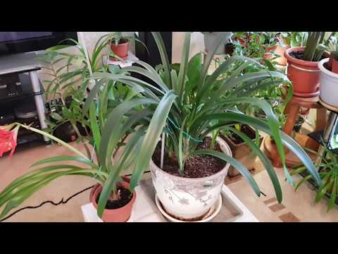 نباتات منزلية. كليفيا سينابار. زرع مع انفصال الأطفال.