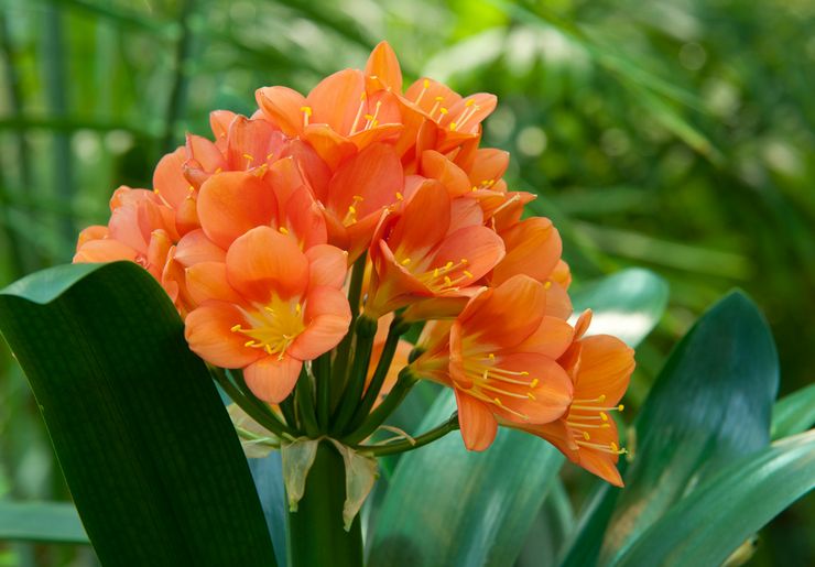 Clivia cinnabar