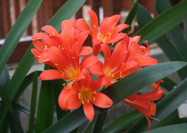 Beskrivelse af clivia