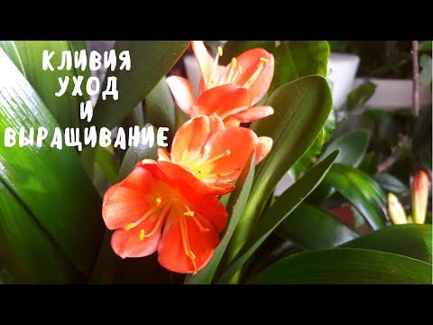 Clivia - Omsorg og vækst. Mine blomster. Min erfaring.