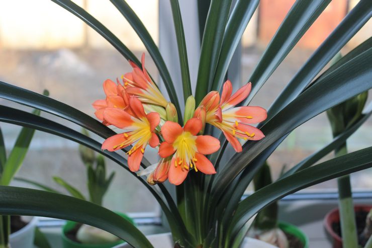 Hjemmelavet clivia