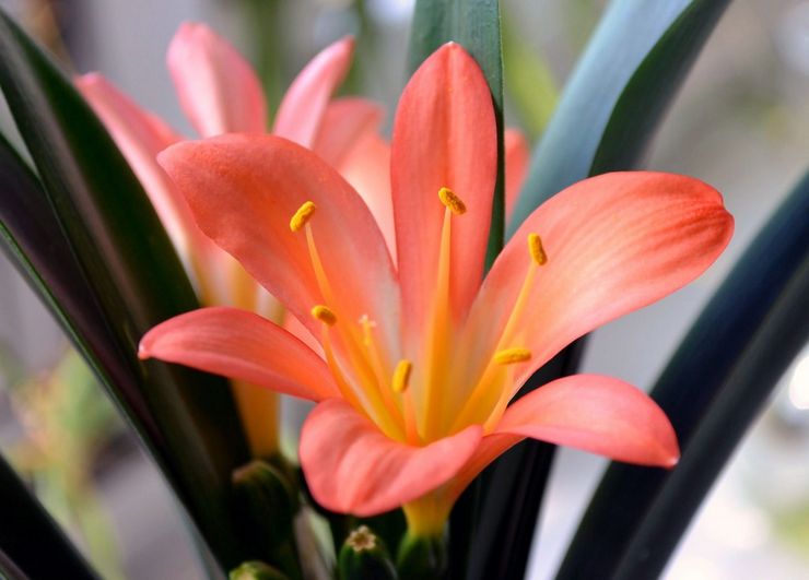 Blomstrende clivia