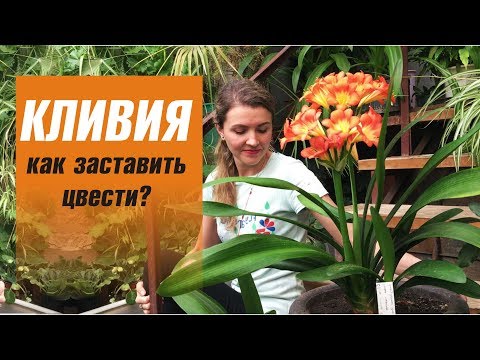 CLIVIA φροντίδα στο σπίτι OW ΠΩΣ ΝΑ ΦΤΙΑΞΕΤΕ CLIVIA ΛΟΥΛΟΥΔΙΑ