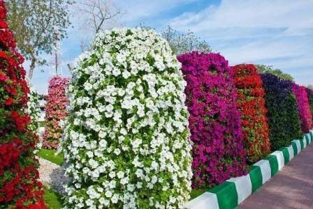 Blomsterbed i landet med egne hænder til begyndere Blomsterbede og blomsterbed til begyndere med egne hænder. Foto