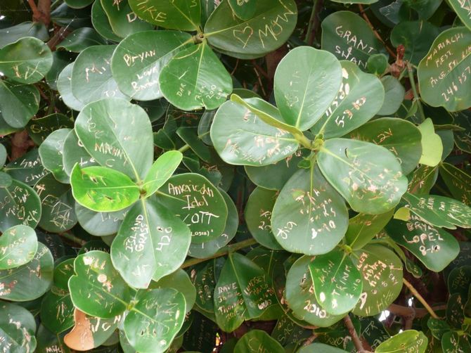 Planten har et andet navn -