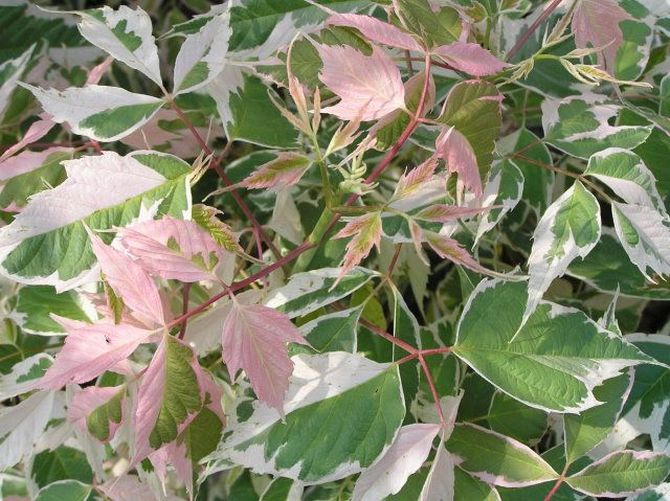 Φλαμίνγκο σφενδάμου με φύλλα τέφρας