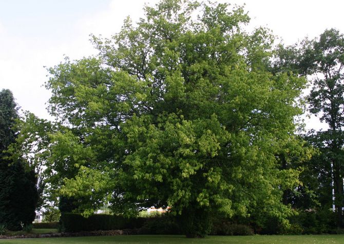 Javor americký jaseňolistý Fotografia a popis stromu, listov