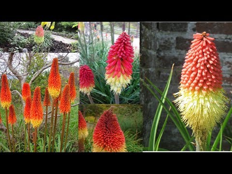 Knifofia flerårig. Jeg råder dig til at plante en knifofia!
