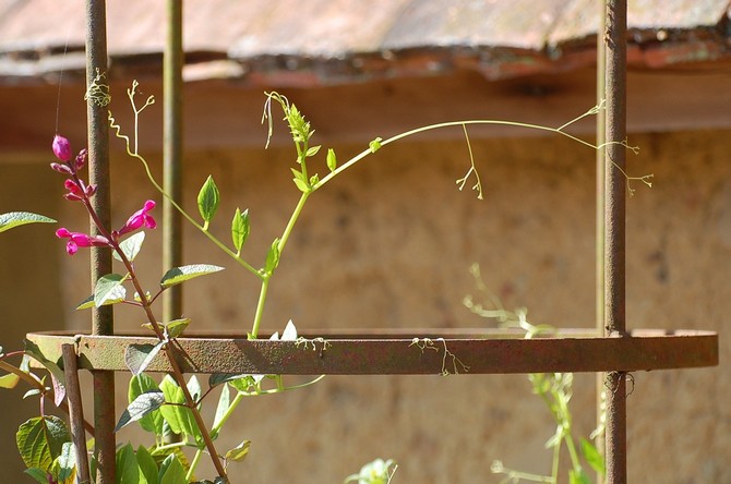 Hvis blomsten ikke glæder dig med høje frodige stilke, er den ikke tilfreds med plantningsstedet eller plejen