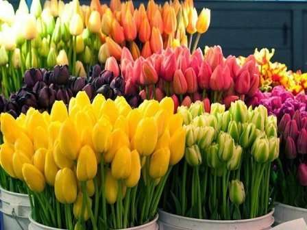 At tvinge tulipaner giver mulighed for alle på ethvert tidspunkt af året,