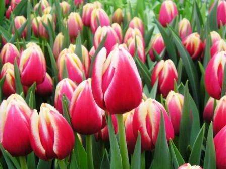 Vi dyrker tulipaner inden den 8. marts derhjemme fra løg