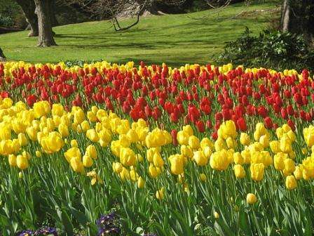 Tulipaner elsker et solrigt sted, så vælg omhyggeligt et sted til dit fremtidige blomsterbed, før du planter. Landet på dette sted skal være frugtbart og løst. Prøv kun at plante sundt