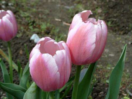 Efter to uger kan du vande lidt alle de plantede tulipaner. Om vinteren, glem ikke at dække blomsterbedet med tørv eller savsmuld,