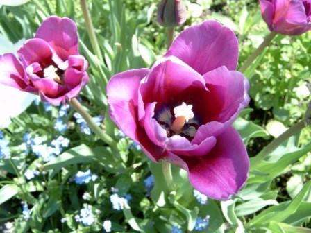 Når tulipaner graves efter blomstring og hvornår der skal plantes