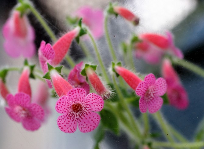 Coleria har brug for moderat vanding i perioden med intensiv vækst og rigelig blomstring