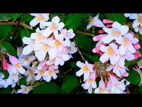Kolkvitsiya. Smukke blomster video. Kolkvitsiya video. Kolkvitsia blomster. Optagelser til videoredigering