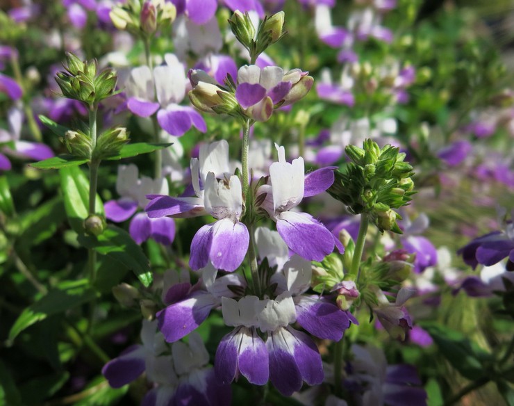 Collinsia blomstrer