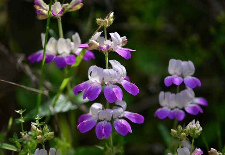 Collinsia: زراعة ورعاية في الحقول المفتوحة ، وتنمو من البذور