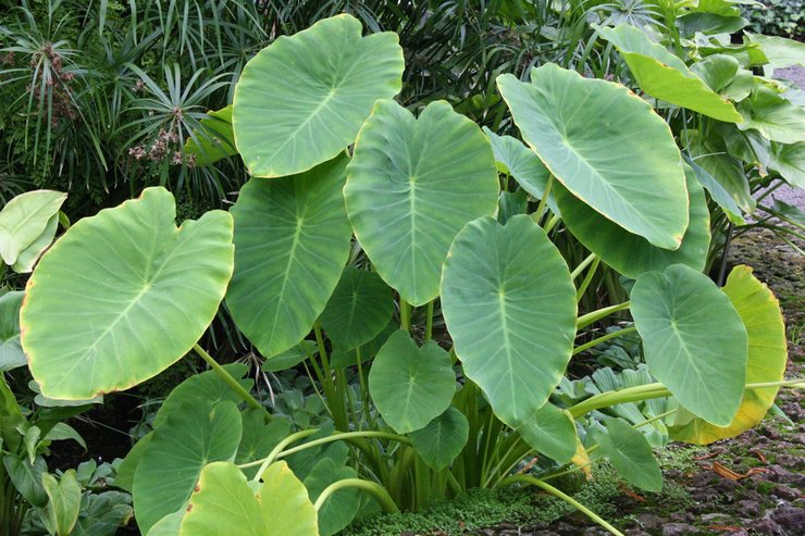 Taro βρώσιμο, taro
