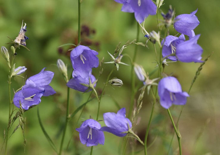 Klokker efter blomstring