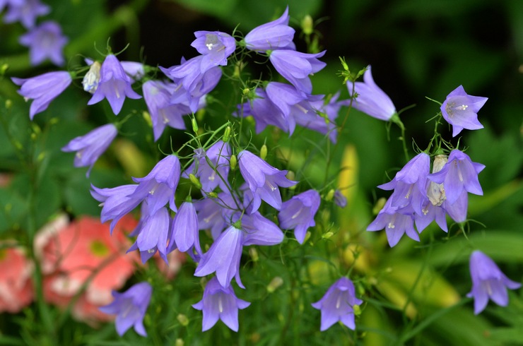 Klokkeblomster - plantning og pleje i det åbne felt. Voksende klokker fra frø, formeringsmetoder. Beskrivelse, typer. Foto